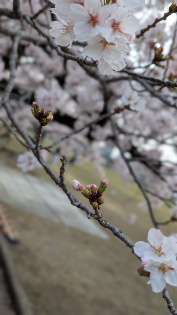 桜はまだ大丈夫そうてす✨